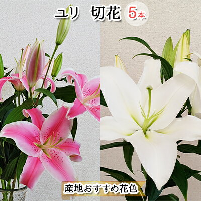 【ふるさと納税】フラワーファーム しろねのユリ 切花5本（産地おすすめ花色）5～7月発送 植物 切り花 ゆり 白い花 ピンクの花 花束 　お届け：2026年5月上旬～7月下旬