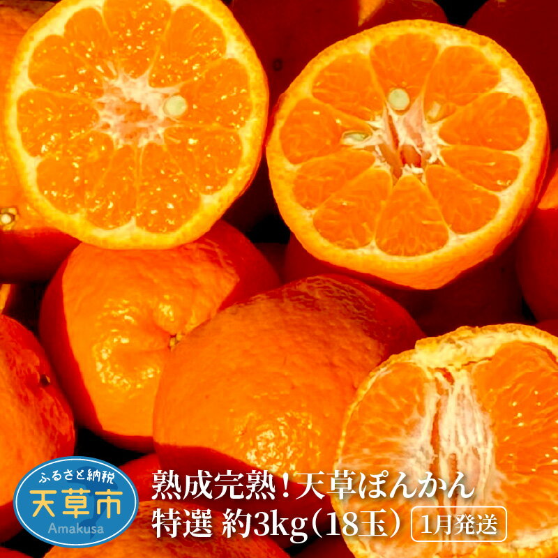 【ふるさと納税】数量限定 先行受付 ぽんかん 特選 3kg 18玉 大玉 熟成 完熟 フルーツ 天草産 柑橘 手摘み 果物 ジューシー 高しょう系 男気ポンカン 鮮度 食味 香り 2026年1月配送 常温 天草産 熊本県 九州 お取り寄せフルーツ 産地直送 送料無料