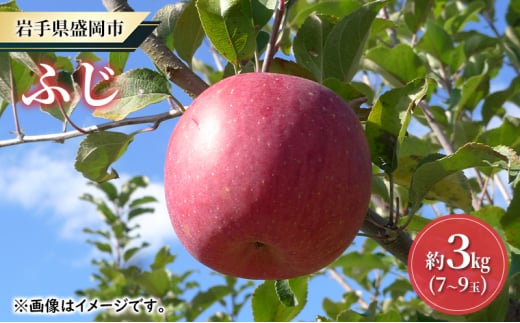 【大櫻農園】ふじ 盛岡 完熟 りんご 約3kg（7～9玉）林檎 リンゴ 果物 フルーツ 旬の果物 旬のフルーツ 季節の果物 季節のフルーツ 岩手りんご 岩手県 盛岡市