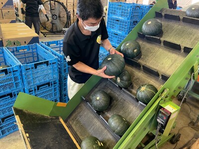 先行受付『2025年５月発送』喜界町産「春かぼちゃ」２玉(約４kg)