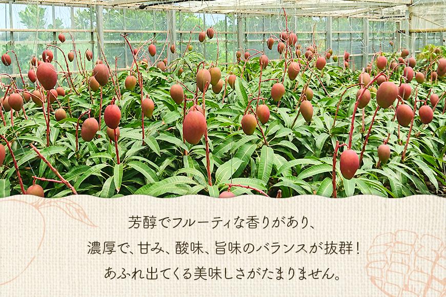 ＜2026年夏発送＞【家庭用】激うま！宮古島産アップルマンゴー1kg(2～3玉)ふれあいフルーツ宮古島(FA01)