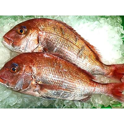 ふるさと納税 八幡浜市 竹中水産の「宇和海産-お刺身用天然真鯛」約2キロセット!(大、中、小混1枚〜3枚)【F22-262】 |  | 01
