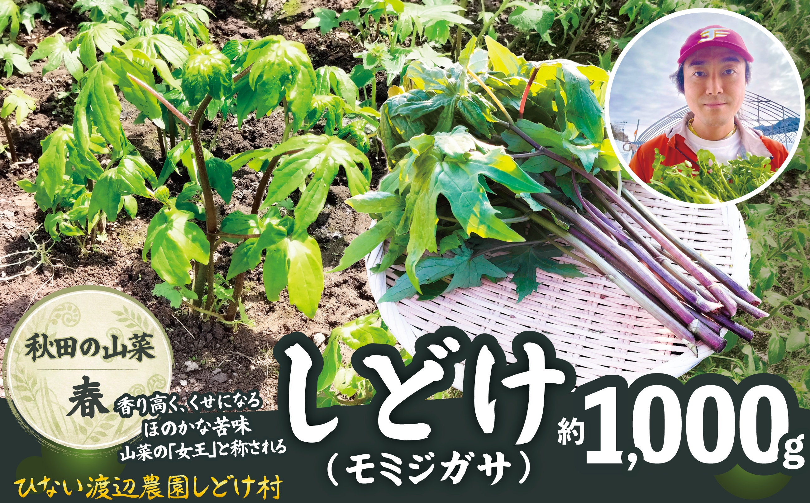 
                  しどけ（モミジガサ） 約1000g 瑞々しい山菜の女王 300P3202 / 東北 秋田 大館 山菜 山 自然 春の山菜 おひたし 酢味噌和え しどけ モミジガサ 天ぷら 山菜の女王 シドキ キノシタ モミジグサ タイコウナ トウキチ
                