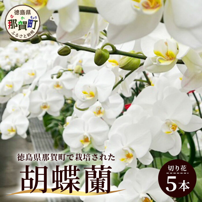 【ふるさと納税】胡蝶蘭 5本(切り花 1本あたり5～7輪)［徳島県産 徳島県 那賀町 花 はな フラワー 胡蝶蘭 大輪 お祝い 祝い お祝い花 誕生日 結婚記念日 母の日 開店 開院 合格 就任 周年 進発 栄転 昇格 還暦 喜寿 新築 仏花 お供え花 お悔み花 プレゼント 贈物］【KN-1】