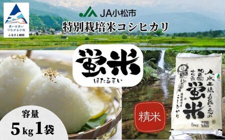 【特別栽培米】 コシヒカリ 精米 蛍米 5kg コメ こめ お米 5kg 米5kg おこめ 白米 こしひかり コシヒカリ 令和7年産 R7年産 2025年産 石川県産 小松市産 | 石川県 小松市 【