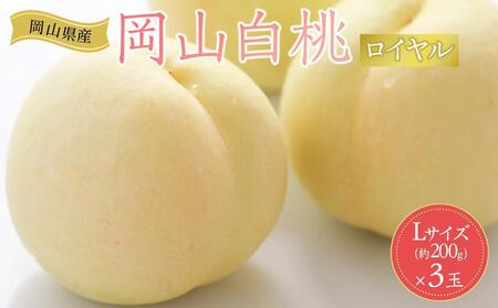 2026年 先行予約 岡山県産 白桃 ロイヤル 3玉×約200g 計600g Lサイズ ｜ もも もも 桃 桃