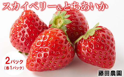 
                  ＜先行予約＞ 鬼怒川の恵みをたっぷり受けた 栃木県上三川（かみのかわ）町産 スカイベリー とちあいか【イチゴセット】2パック（1箱）いちご イチゴ 苺 ※2025年1月中旬～3月中旬頃に順次発送予定 ※離島への配送不可
                