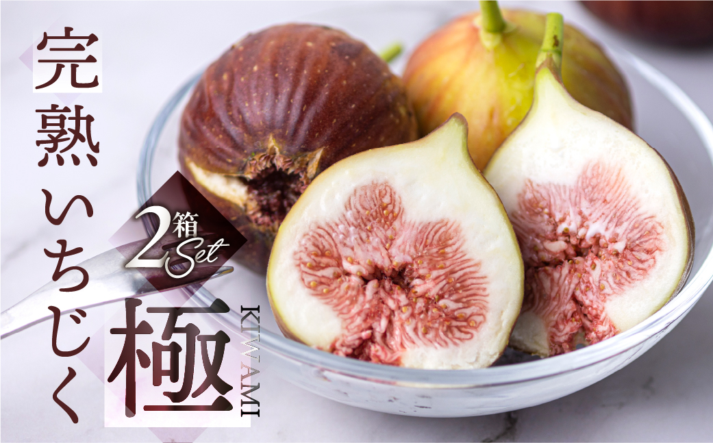 先行予約2026年6月から 完熟 いちじく［極］ 無花果 2箱セット 【専用箱でお届け】