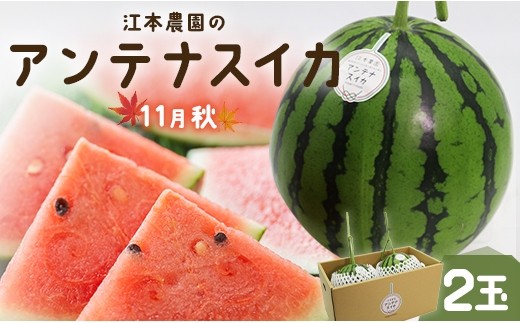 
                  【先行受付】【期間限定】江本農園の11月秋アンテナスイカ2玉 - 数量限定 のし対応可 熨斗 果物 くだもの フルーツ すいか 西瓜 糖 完熟 甘い みずみずしい 瑞々しい ハウス栽培 ジューシー 果汁 果実 贈り物 贈答用 贈答品 プレゼント プチ ギフト お祝い 御祝い 内祝い 御礼 お礼 ご褒美 すいか スイカ em-0018
                