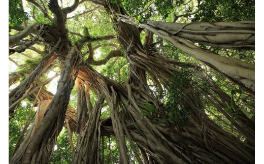 屋久島プライベート＆カスタマイズツアー