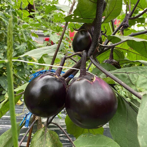 【虹色Farm】【先行予約/2024年7~8月発送】京ブランド野菜・賀茂茄子（かもなす） 6個 約1.5kg【ナス なす 夏野菜 野菜  茄子 セット 野菜 野菜 野菜 夏野菜 旬野菜 新鮮 野菜】