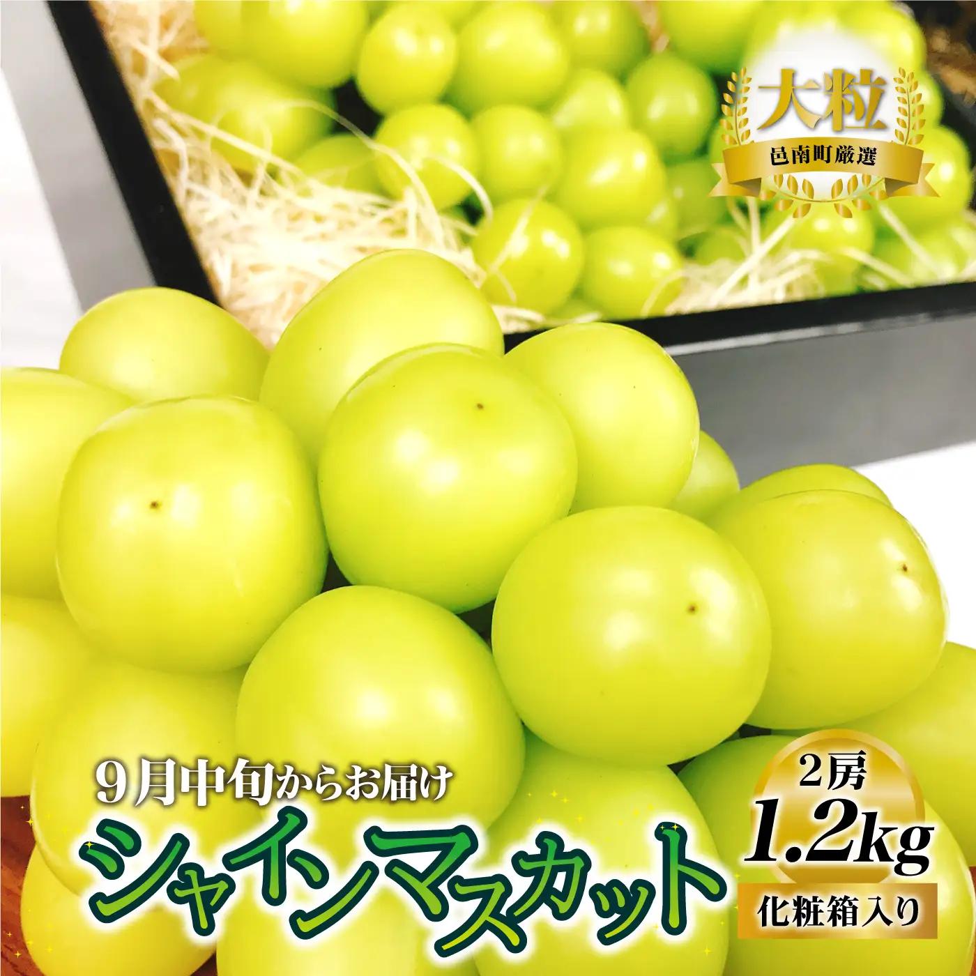 【先行予約】先行予約新鮮フルーツ シャインマスカット 1.2kg 果物 くだもの 化粧箱入り【9月中旬からお届け】