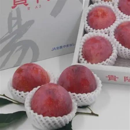 【2027年発送先行受付】すもも『中玉貴陽』約1.5kg(7～10玉)【配送不可地域：離島】【1395560】