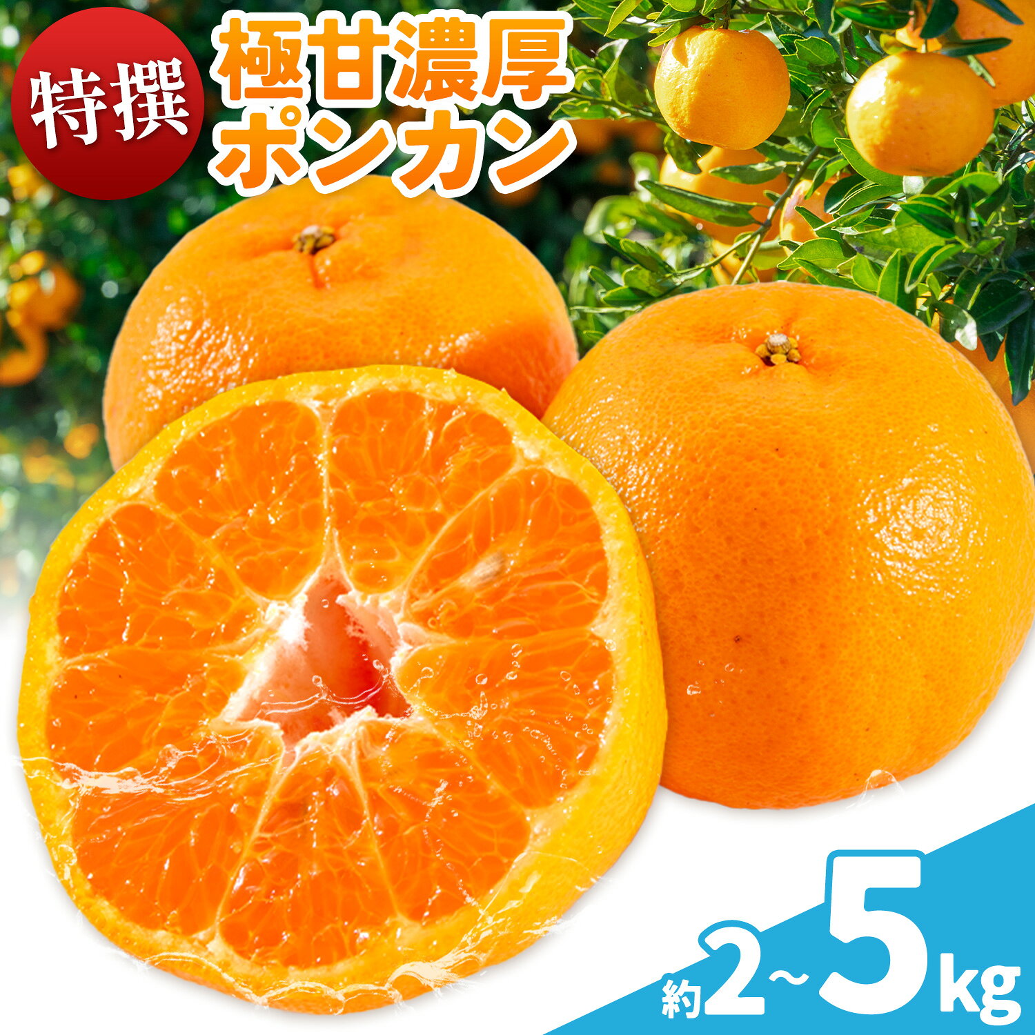 【ふるさと納税】特撰 極甘 和歌山県産 濃厚 ポンカン 選べる 約2kg 約3kg 約5kg 有田マルシェ《1月中旬-2月下旬頃発送予定》和歌山県 日高町 国産 ぽんかん 柑橘 果物 フルーツ ギフト 送料無料