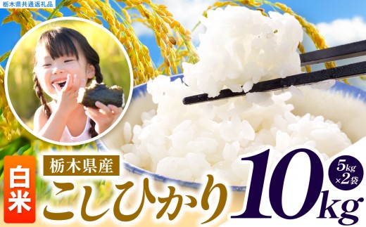 【先行予約】令和8年度産 白米 約10kg こしひかり | 真岡市産 米 お米 こめ 白米 ご飯 ごはん もちもち コシヒカリ 限定 ふるさと納税  栃木県 真岡市 送料無料