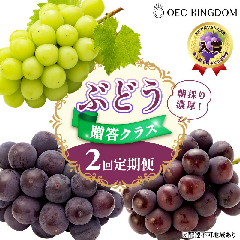 【ふるさと納税】ぶどう 2026年 先行予約 贈答クラス 2回 定期便 ピオーネ オーロラブラック シャインマスカット ブドウ 葡萄 岡山県産 国産 フルーツ 果物 ギフト OEC KINGDOM ぶどう家 果物類　お届け：2026年8月上旬～2026年9月下旬