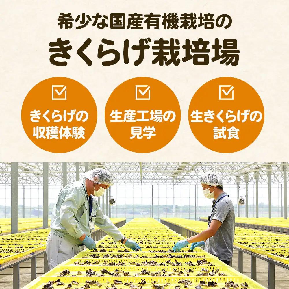 珍しいオーガニックきくらげ栽培場 収穫体験×5名様【簡易書留】 体験 見学 オーガニック 有機栽培 国産