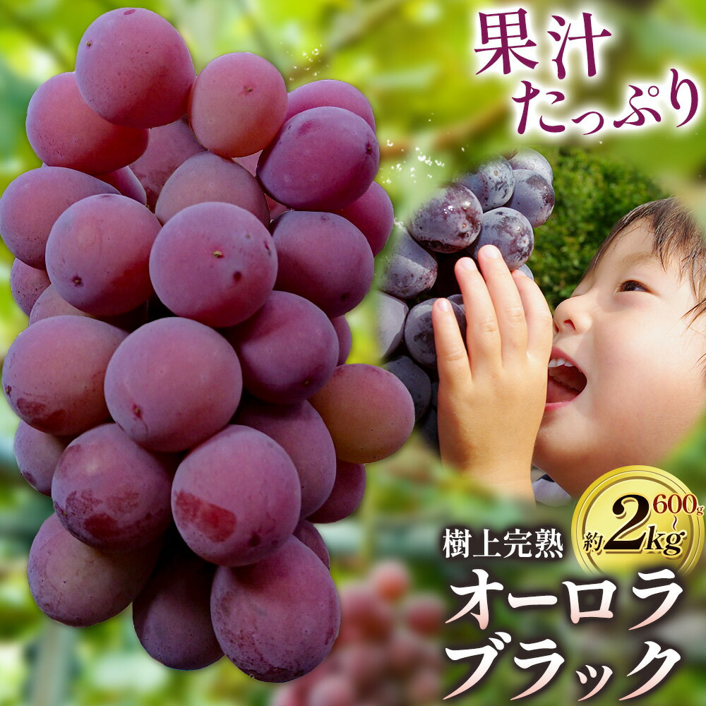 【ふるさと納税】ぶどう【2025年発送】岡山県備前市産 樹上完熟「オーロラブラック」（露地栽培）選べる内容量 1房（約600g）約2kg 《8月中旬-9月中旬頃出荷》株式会社フルーツパーク備前 岡山県 備前市 葡萄 フルーツ オーロラブラック 果物