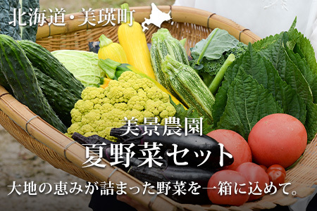 夏野菜セット【令和9年産先行受付】旬野菜 新鮮野菜 北海道 美景農園