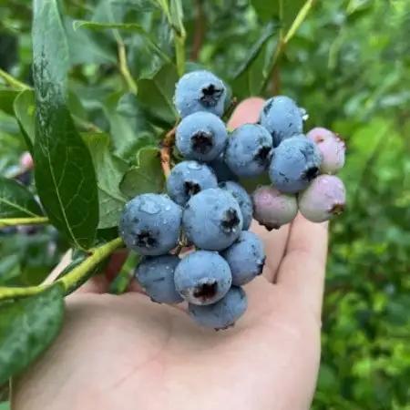 つぶつぶ果実のブルーベリージャム 140g×3個 岩手県遠野市 遠野食工房蔵【1583550】