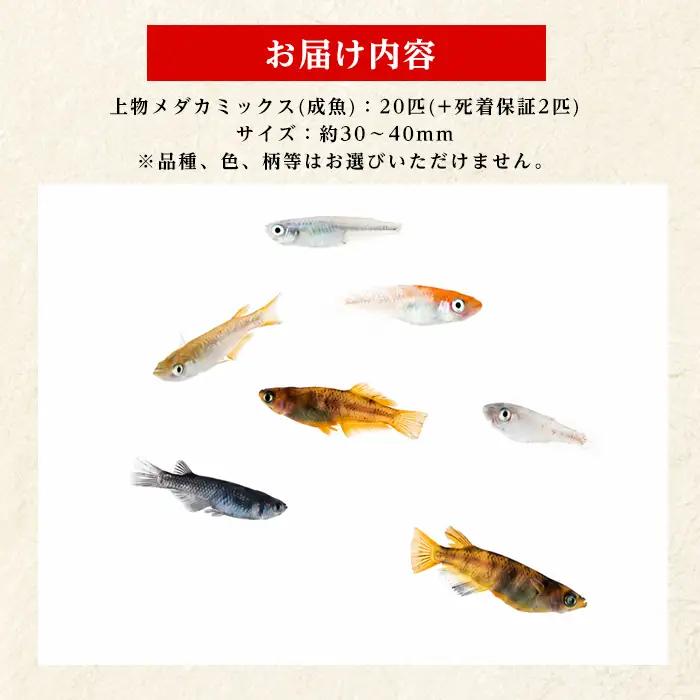 10営業日以内に発送 温水育ち 上物メダカミックス20匹 otofarm IB148-001  ※北海道・沖縄・離島配送不可※メダカ メダカ