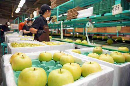 りんご 【先行受付】平均糖度12度以上! トキ 約5kg 訳あり