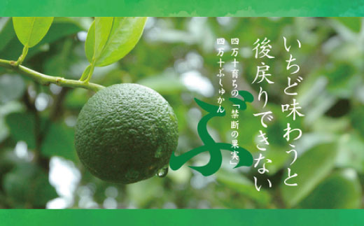 久保田食品 四万十ぶしゅかんアイスキャンデー 10本 入り 冷菓 菓子 冷凍 冷凍便 アイス アイスキャンデー スイーツ おやつ おいしい フルーツ 柑橘 果汁 四万十市産 ぶしゅかん 人気 おすすめ