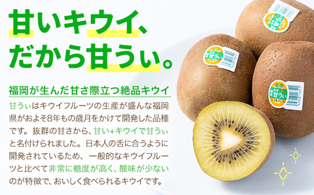 キウイ 甘うぃ 約3kg 南国フルーツ株式会社【26年度出荷】《10月下旬-11月末頃出荷》福岡県 小竹町 あまおう 福岡県産 キウイ フルーツ キウイフルーツ 果物