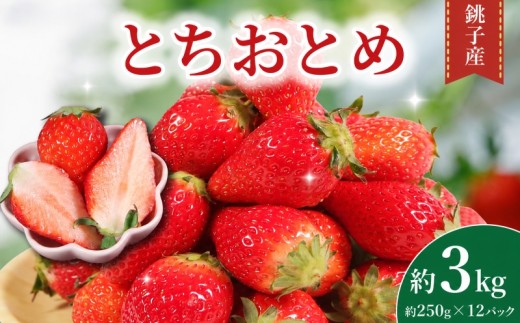 いちご とちおとめ 先行予約 約 3kg (250g × 12パック) 苺 産地直送 産直 フルーツ 果物 くだもの ギフト プレゼント 贈り物 ichigo itigo ストロベリー ジャム ケーキ いちご大福 ショートケーキ 期間限定 ふるさと納税 ふるさと納税いちご 冷蔵 strawberry 朝摘み 朝採り 贈答 送料無料 千葉県 銚子市 神原いちご園 【2027年1月~5月上旬発送】