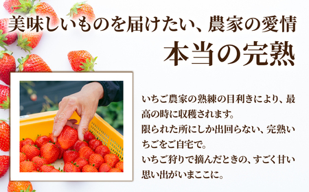 いちご【2月以降発送】朝採れとちあいか 大粒 約270g × 2パック 合計 約540g |イチゴ いちご