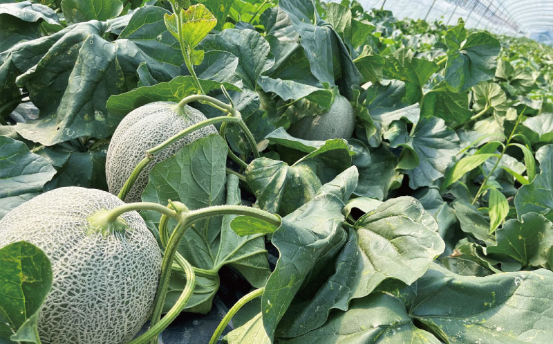 【先行予約】極上の一品「日原メロン（レッド種）」（1.7kg相当×1玉）