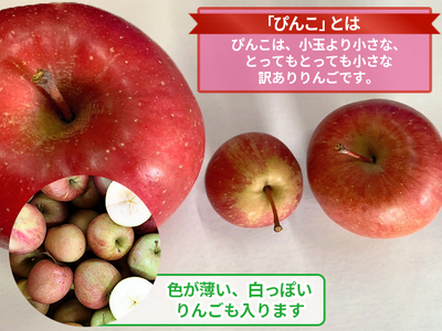 青森県鰺ヶ沢町産りんご megumi farmのぴんこ【訳あり 超小玉サンふじ】（20～30玉入） 果物類 フルーツ 産地直送 世界自然遺産りんご飴 甘口 安全 安心 