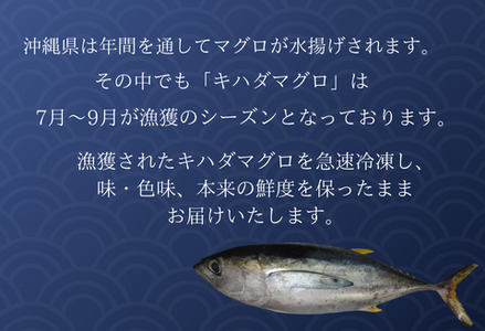 天然キハダマグロ(500ｇ) 【冷凍/柵】～海人からの贈り物～