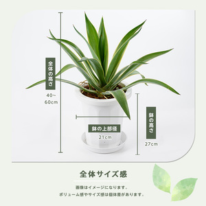 2026年3月上旬～発送【観葉植物】アガベ・ベネズエラ 40cm～60cm Green Base IB003-015 観葉植物 ※北海道・沖縄・離島配送不可