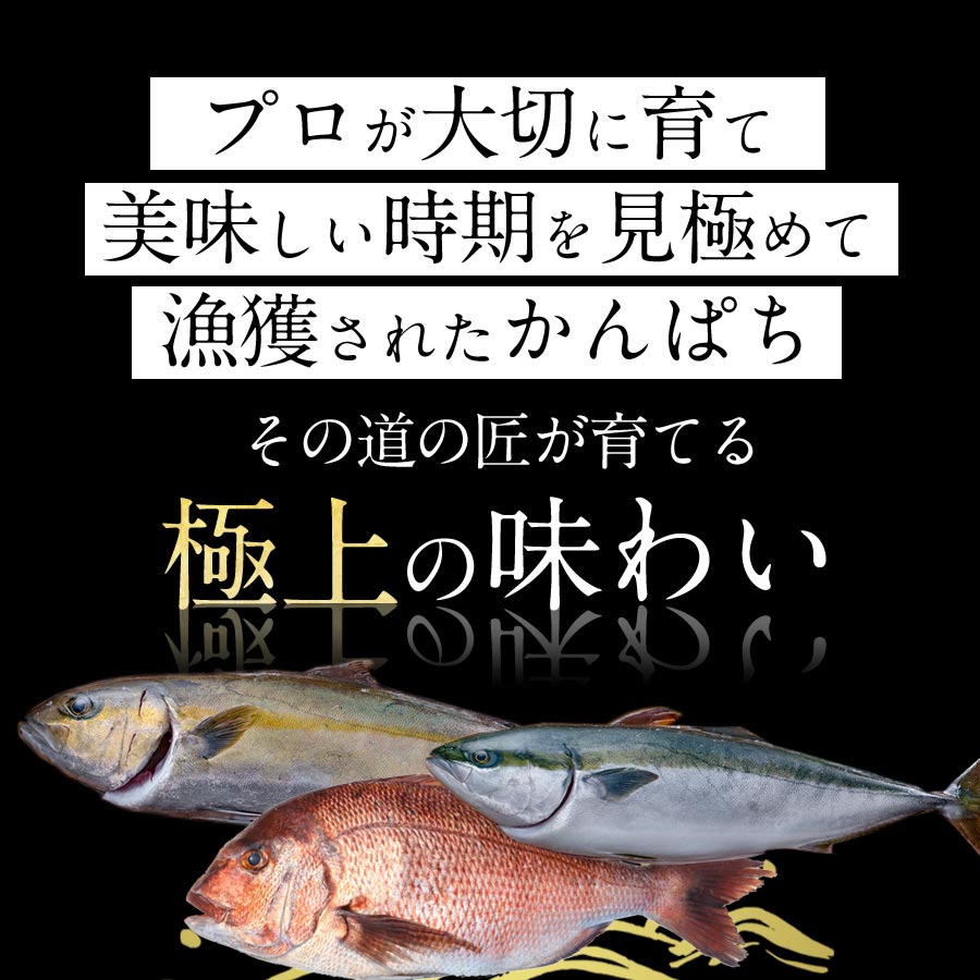 宮崎産 新海屋 鰤屋金太郎 刺身３種セット 真鯛 ぶり カンパチ 各種600g 計1800g　冷蔵　N018-ZD073_1