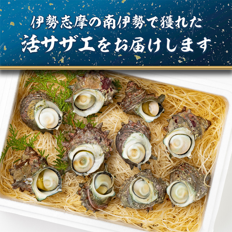 （冷蔵）活きサザエBコース　約2kg（16〜24ヶ入り）山金商店／　貝　さざえ　海鮮　新鮮　伊勢志摩
