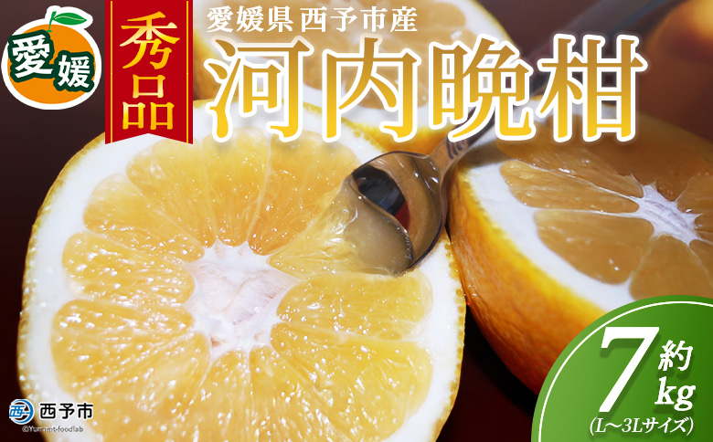 ＜秀品 河内晩柑 (L～3Lサイズ) 約7kg＞『2026年4月中旬から順次出荷予定』かわちばんかん 丸二青果 愛媛県西予市