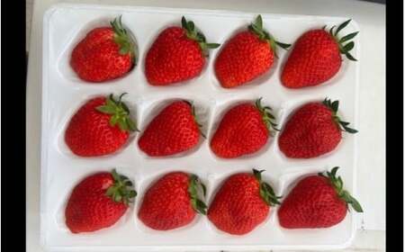 完熟朝どれいちご（よつぼし）【kmng0031】