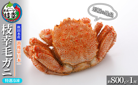 【漁獲量日本一】至福の逸品！特選冷凍「枝幸毛がに」約800g×1尾【 毛蟹 毛ガニ オホーツク 北海道 加工食品 地域のお礼の品 カタログ 毛ガニ 北海道 オホーツク 枝幸 】