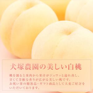 2026年 ご家庭用 白桃 岡山市一宮産 桃 (早生、中生種) 約1.3kg 4～6玉 先行予約