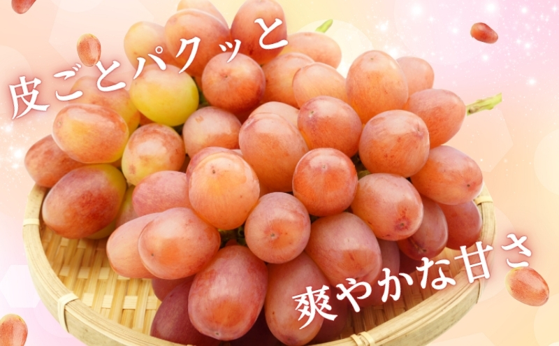 ぶどう 長野 クイーンルージュⓇ 約 1.4kg 2～3房 特選 大粒 種なし 皮ごと 産地直送 フルーツ 果物 デザート おやつ シャインマスカット 葡萄 秋 旬 旬の果物 旬のフルーツ 信州 信州