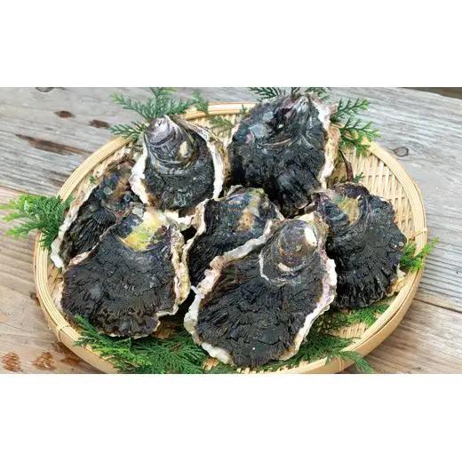 かき【 岩牡蠣 】九十九島岩かき 産地直送 生食可 A162 