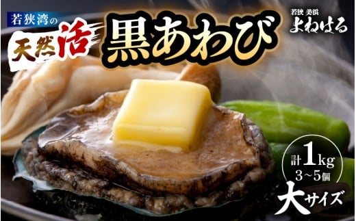日本海若狭湾の 天然 活黒アワビ 計1kg (3～5個) 大サイズ 鮮度抜群 刺身 お造り バター焼き BBQ 入手困難 あわび アワビ 鮑 クロアワビ 黒あわび [m17-j002]