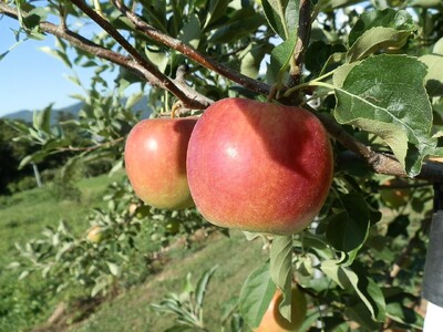 【2026年先行予約】りんご 夏あかり2kg ｜ りんご