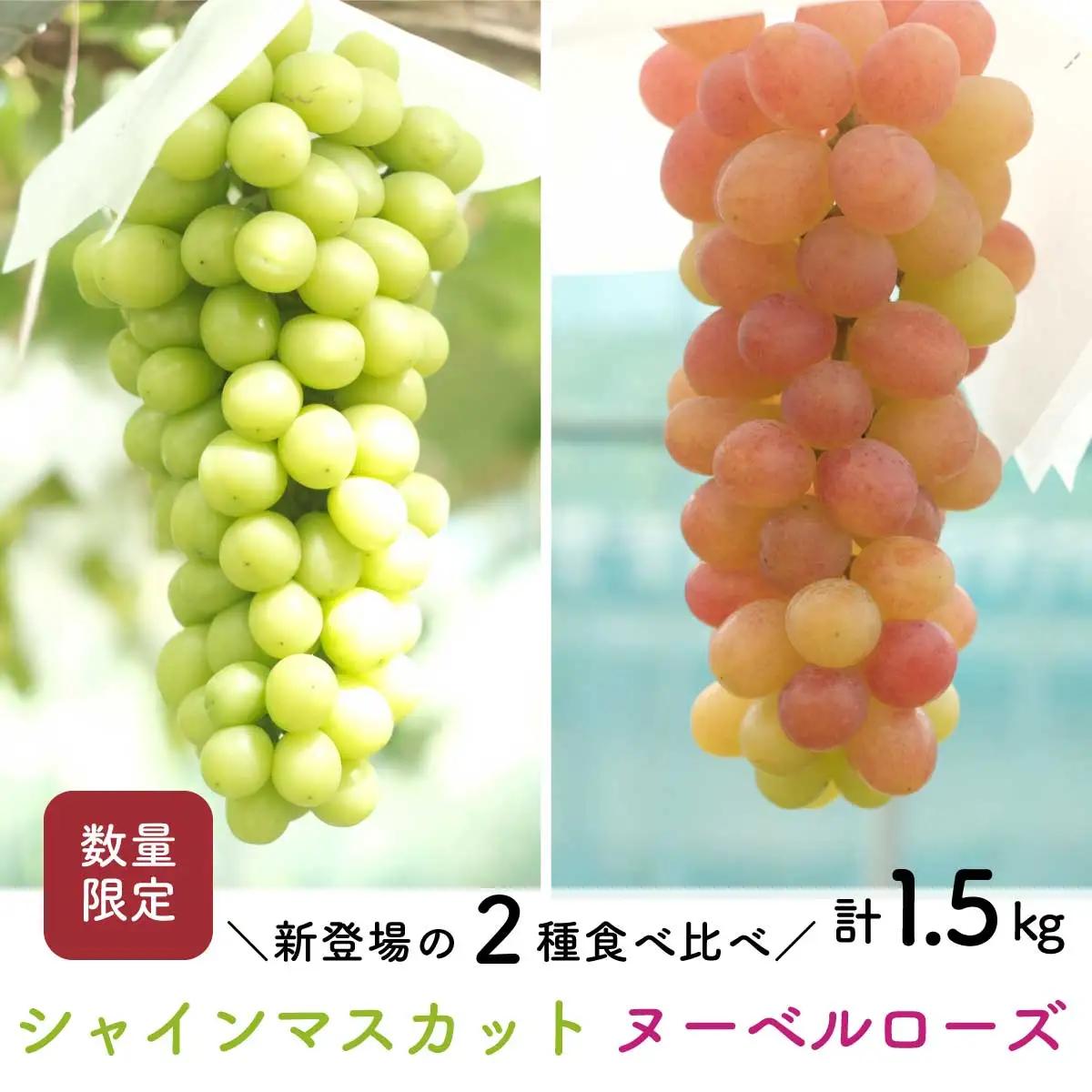 【先行予約・2026年9月】シャインマスカット＆ヌーベルローズ 食べ比べセット 約1.5kg｜数量限定・農家直送・種なしぶどう
