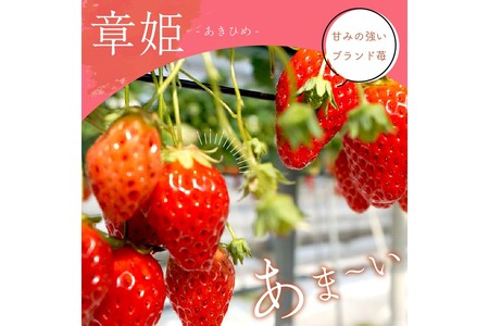 【完熟朝穫れ大玉いちご】章姫２パックセット/北畿水産＜ 果物 フルーツ いちご 苺 完熟 大粒 章姫 あきひめ ＞