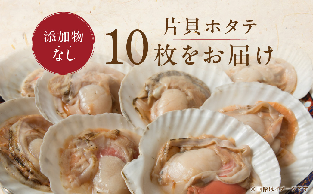 かにやで人気の片貝ホタテ10枚 ABAO2212