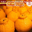 【ふるさと納税】 先行予約 完熟 不知火 【選べる内容量】(約2kg/約3kg/約5kg/約7kg) 高橋果樹園 サイズ不揃い Mサイズ～2Lサイズ しらぬい 柑橘 熊本県産 九州産 国産 送料無料 【2025年2月上旬から3月下旬発送予定】