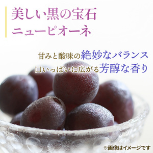 早期受付 ぶどう ニューピオーネ 3～4房 約2kg 岡山県高梁市産 うめづぶどう園 化粧箱入り 葡萄 ブドウ 大粒 贈答用