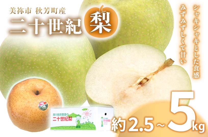 
             美祢市 秋芳町 産 二十世紀梨 5 ～ 6玉 ( 約2.5kg以上 ) / 約 5kg 先行予約〈 2025年9月上旬 ～ 9月末頃 発送予定〉｜ 二十世紀 なし 梨 フルーツ 大きい BIG サイズ 特産品 美祢市 美祢 山口県 山口 秋芳町 秋芳 カルスト台地 先行予約
          